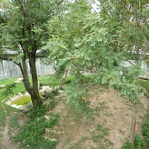 Big Cat Country - Amur Tiger Exhibit