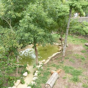 Big Cat Country - Amur Tiger Exhibit