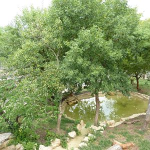 Big Cat Country - Amur Tiger Exhibit