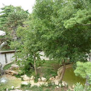 Big Cat Country - Amur Tiger Exhibit