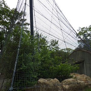 Big Cat Country - Cougar Exhibit