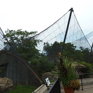 Big Cat Country - Snow Leopard + Amur Leopard Exhibits
