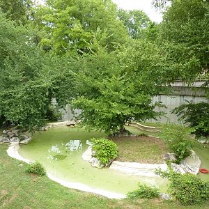 Big Cat Country - Jaguar Exhibit