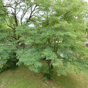 Big Cat Country - Jaguar Exhibit