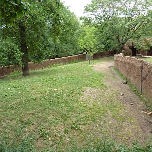 Red Rocks - Babirusa Exhibit