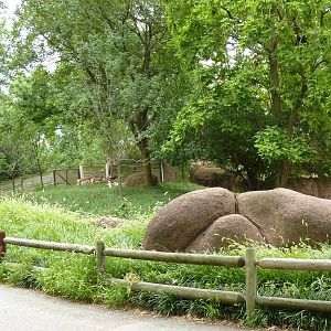 Red Rocks - Mhorr Gazelle/Wattled Crane/Helmeted Guineafowl Exhibit