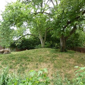 Red Rocks - Transcaspian Urial Exhibit