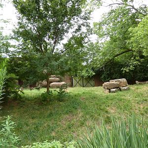 Red Rocks - Transcaspian Urial Exhibit