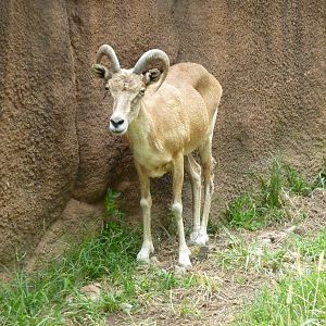 Red Rocks - Transcaspian Urial