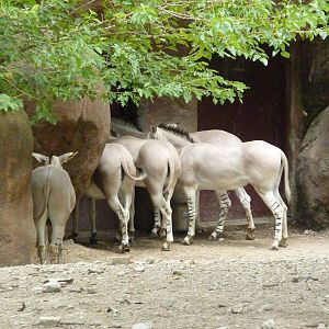 Red Rocks - Somali Wild Asses