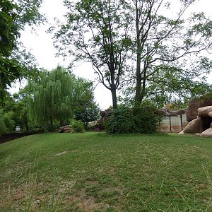 Red Rocks - Chinese Goral/SichuanTakin/Indian Muntjac Exhibit