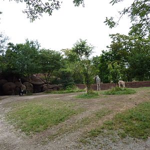 Red Rocks - Giraffe/Ostrich Exhibit