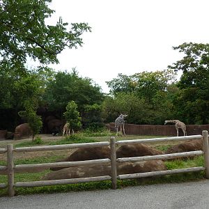 Red Rocks - Giraffe/Ostrich Exhibit