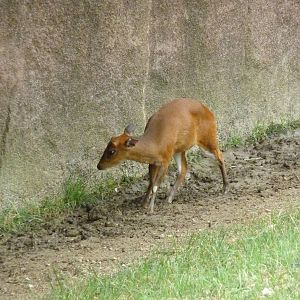 Red Rocks - Indian Muntjac