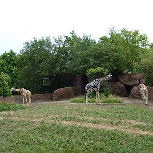 Red Rocks - Giraffe/Ostrich Exhibit