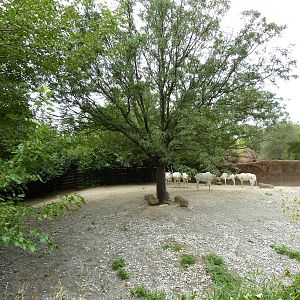 Red Rocks - Addax Exhibit