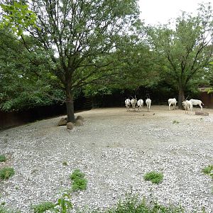 Red Rocks - Addax Exhibit