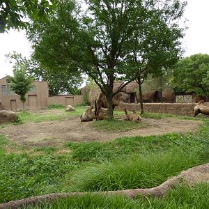 Red Rocks - Bactrian Camel Exhibit