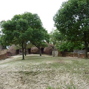 Red Rocks - Grevy's Zebra Exhibit