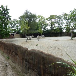 Red Rocks - Grevy's Zebra Exhibit