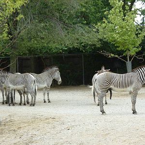 Red Rocks - Grevy's Zebra Exhibit