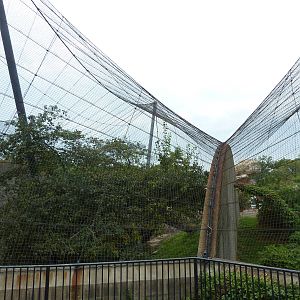 Big Cat Country - Snow Leopard + Amur Leopard Exhibits