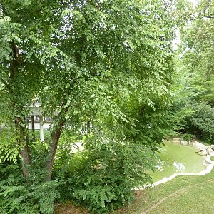 Big Cat Country - Jaguar Exhibit
