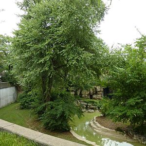 Big Cat Country - Jaguar Exhibit