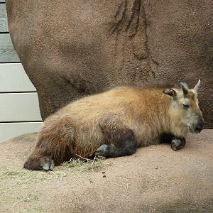 Red Rocks - Sichuan Takin
