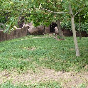 Red Rocks - Lesser Kudu/Cuvier's Gazelle Exhibit