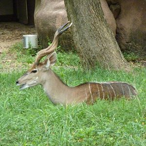 Red Rocks - Lesser Kudu