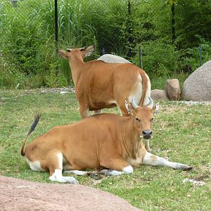 Red Rocks - Banteng