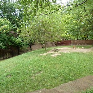 Red Rocks - Red Kangaroo Exhibit