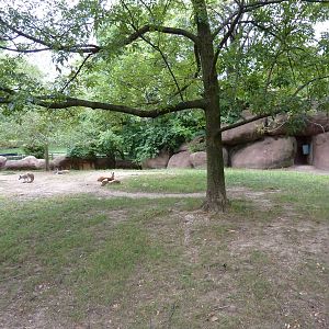 Red Rocks - Red Kangaroo Exhibit