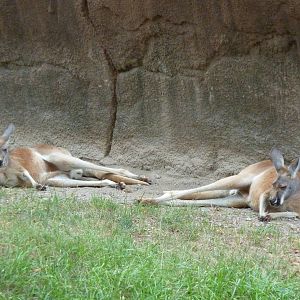Red Rocks - Red Kangaroos