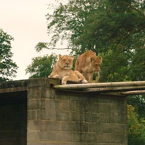 lions