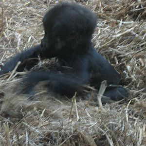 female baby western lowland gorilla