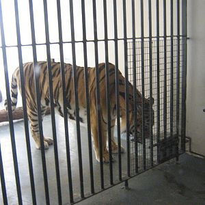 zambar the male siberian tiger