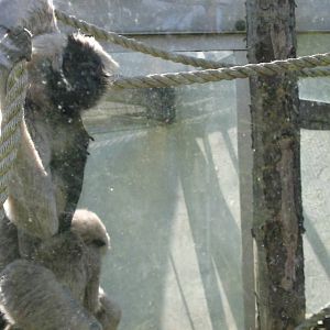 ivy female pileated gibbon