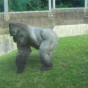 bukavu male western lowland gorilla