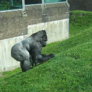 bukavu male western lowland gorilla