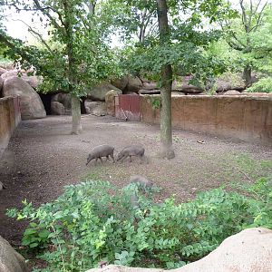 Red Rocks - Babirusa Exhibit