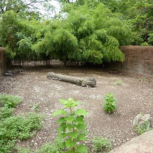 Red Rocks - Chacoan Peccary Exhibit