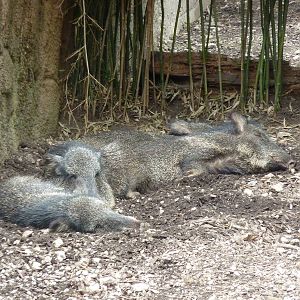 Red Rocks - Chacoan Peccaries