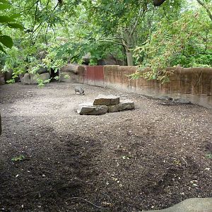 Red Rocks - Visayan Warty Pig Exhibit