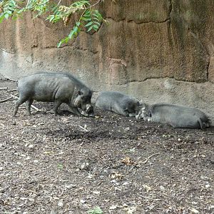 Red Rocks - Visayan Warty Pigs