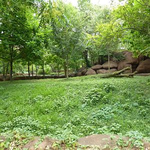 Red Rocks - Bongo Exhibit