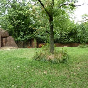 Red Rocks - Bongo Exhibit