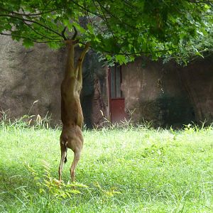 Red Rocks - Gerenuk