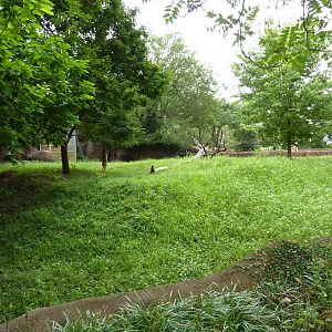 Red Rocks - Gerenuk Exhibit